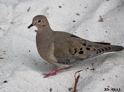 MOURNING DOVE (Zenaida Macroura)